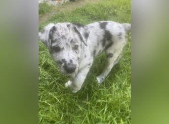 Süße Border Collie -Mudi mix Welpen