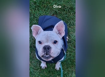 Diva sucht tierfreie Zone