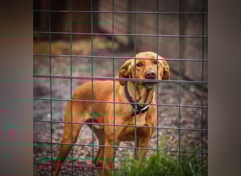 Nougat – Sucht Menschen mit Hundeverstand