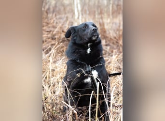Familienhund Semön sucht ein Zuhause