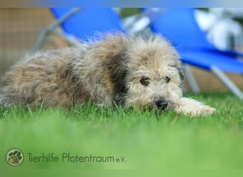 Bounty, liebe und freundliche Hündin sucht ein Zuhause