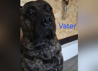 Presa Canario x Cane Corso 