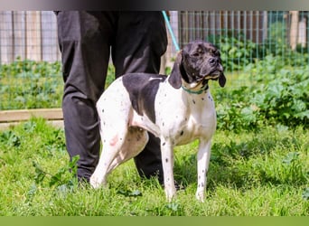Pepa  - Englischer Pointer, lieb und verträglich