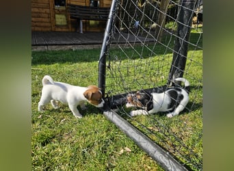 5 wunderschöne Jack Russel Terrier Welpen