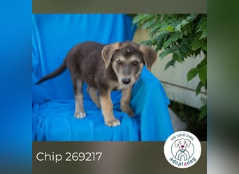 Chip 269217: Hundekind sucht ein Zuhause