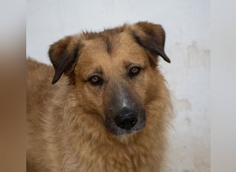 Murray - offener, freundlicher, ruhiger, verträglicher Rüde / z.Zt. noch in Spanien