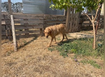 Kelly – Griffon Mix: sanfte Hundeseele sucht dringend ein Zuhause voller Liebe