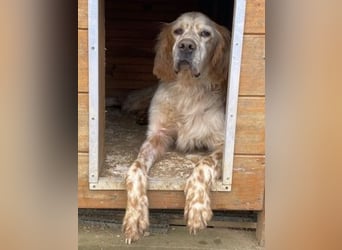 Freundlicher Trevor sucht sein Happy End