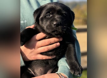 Zuckersüße Labrakita Welpen suchen ihr neues Zuhause!