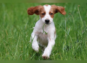 Sportlicher Familienhund - Irish Red and White Setter