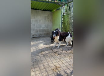Coraggio - Der Mut hat sich schon bereit gemacht