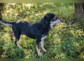 Snoopy: fröhlicher Rüde