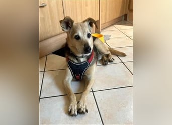 Rinky - sanfter Herzenshund sucht ein Happy End