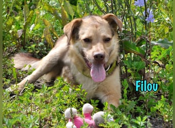 Filou 04/2022 - lebensfroher, unglaublich netter Hund sucht Menschen mit Herz!