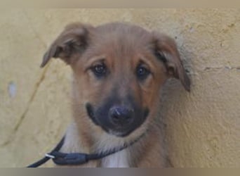 Brauni, ein verspieltes Hundekind auf der Suche nach einem Zuhause fürs Leben