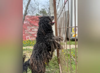 Buksi LM – Sanfte Hundedame sucht warmes Plätzchen für immer