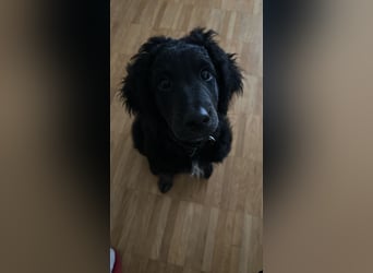 Aussiedoodle Welpe Bella * weiblich * 13 Wochen * gechipt, geimpft, entwurmt