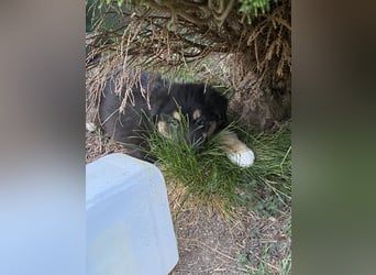 Supersüsse Australian Shepherd Welpen in der Farbe