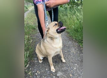 Jedi, geboren 01.01.2023, 45cm sucht sein Zuhause
