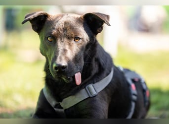 Jack freundlicher schlauer Black Beauty