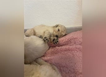 Wunderschöne Goldendoodle Welpen zu verkaufen Abgabe frühestens ab 06.12.24