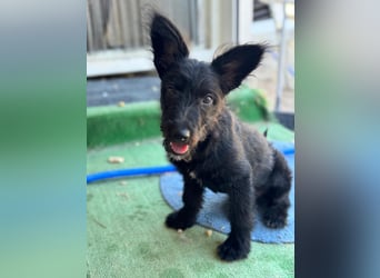 Manuela, ein süßes Hundekind