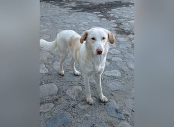 Rocky – Besser geht’s nicht!