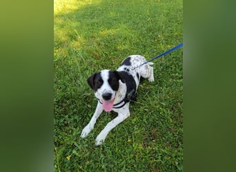 lieber Pointer Mischling Merlin sucht ein Zuhause oder Pflegestelle