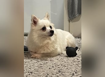 Lumi SR – kleine Hündin sucht ihr Für-immer-Zuhause