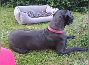 Bella, Dogge