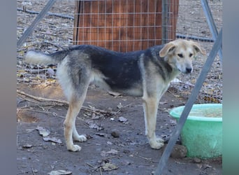 Ciri, geb. ca. 05/2024, lebt in GRIECHENLAND, im städt. Tierheim Serres