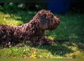 Lagotto Romagnolo Welpen, 6 Welpen suchen ein Zuhause