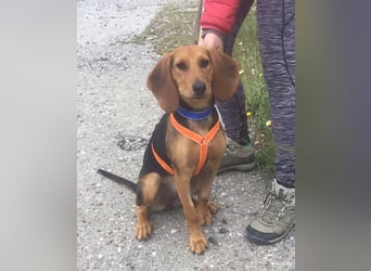 Ellie, eine wunderschöne und liebe Welpine sucht ihre Menschen