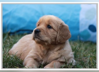 Golden Retriever Welpen vom Thüringer Wald