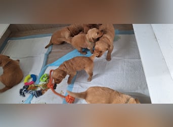 Golden Retriever Welpen