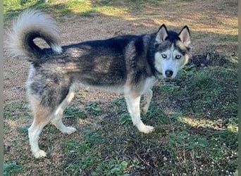 Husky-Dame Maya H. möchte in den kühleren Norden umziehen und eine neue Familie finden