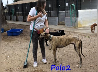 Polo2 geb. 05/2021 (ESP) - sehr lieber, freundlicher und kontaktfreudiger Galgo!