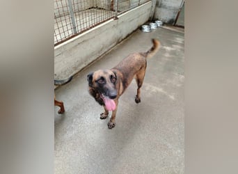 Ria aktive Malinois Mischlingshündin Mischling Hündin sucht Zuhause oder Pflegestelle