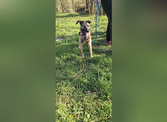 Welpendame BEAUTY, in 71665 Vaihingen auf Pflegestelle, sucht eine Familie!