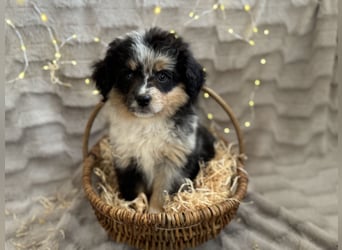Wunderschöne Mini Aussies ab sofort ausziehbereit