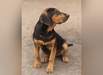 Levi ❤️ Notfell- verspielt+ aufgeschlossen
