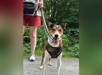 Dante, sucht seine Menschen