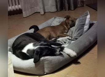 Zephyr sucht ein aktives Zuhause mit Abenteurern