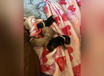 Englische Cockerspaniel Welpen in liebevolle Hände abzugeben