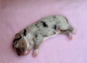Blue Merle Rüde, Australian Shepherd