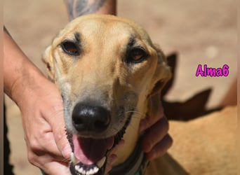 Alma6 geb. 05/2023 (ESP) - freundliche und verschmuste, zierliche Galga!
