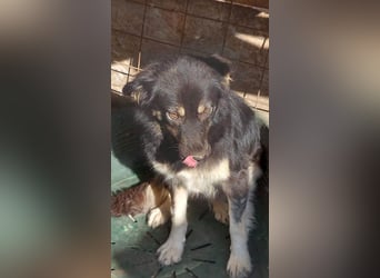 Laika, lebenslustig und menschenbezogen