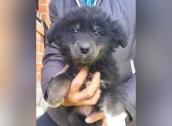 Sina ❤️ junge, aktive Husky-Mix Dame