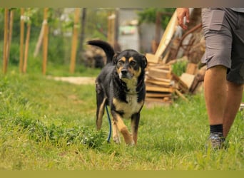Kacska VA - Sanfter Kämpfer mit großem Herzen