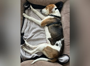 Verschmuster Familienhund Lona, zu besuchen in Bad Nauheim